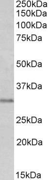 MSX1 Antibody in Western Blot (WB)