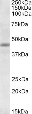 TIMM50 Antibody in Western Blot (WB)