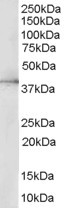 ERK2 Antibody in Western Blot (WB)