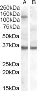 AGO1 Antibody in Western Blot (WB)