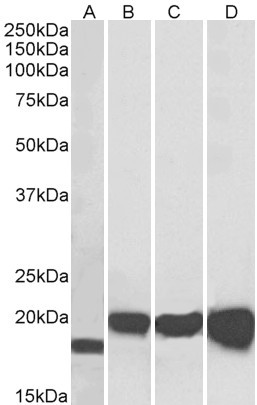 SOD1 Antibody in Western Blot (WB)