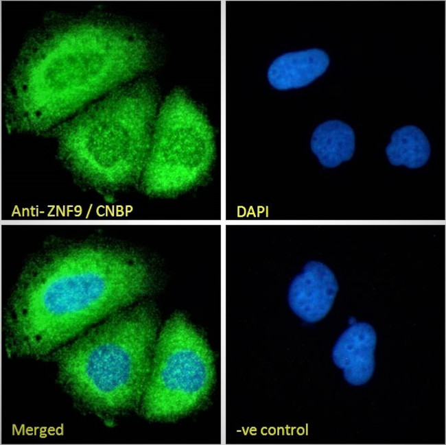 ZNF9 Antibody in Immunocytochemistry (ICC/IF)