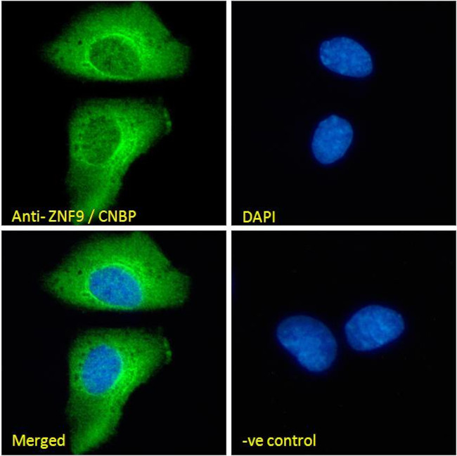 ZNF9 Antibody in Immunocytochemistry (ICC/IF)