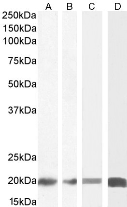 ZNF9 Antibody in Western Blot (WB)