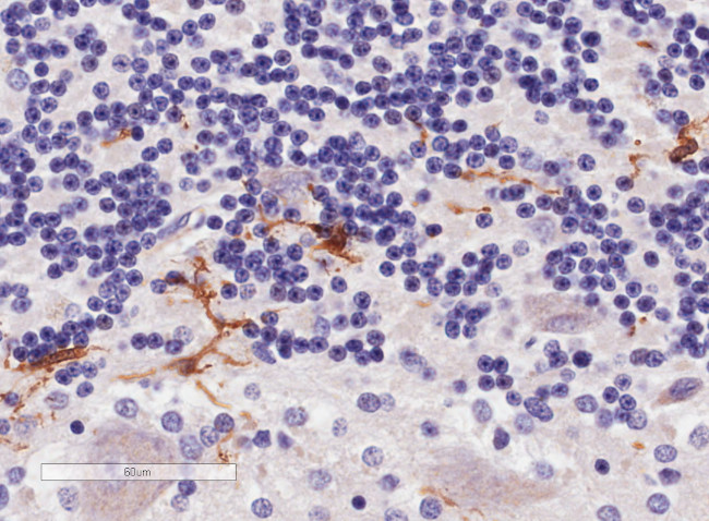 IBA1 Antibody in Immunohistochemistry (Paraffin) (IHC (P))