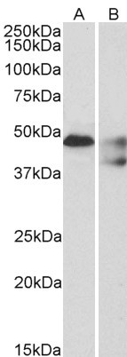 HTR1B Antibody in Western Blot (WB)