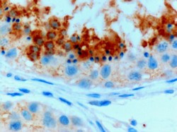 GPX4 Antibody in Immunohistochemistry (Paraffin) (IHC (P))