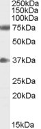 NRG3 Antibody in Western Blot (WB)