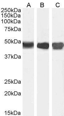ASS1 Antibody in Western Blot (WB)