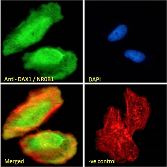 NR0B1 Antibody in Immunocytochemistry (ICC/IF)