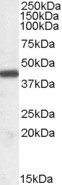 ILF2 Antibody in Western Blot (WB)