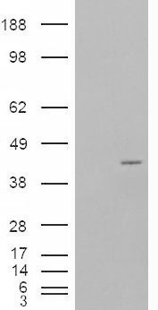 NCF4 Antibody in Western Blot (WB)