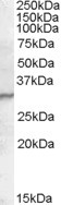 PGRP-S Antibody in Western Blot (WB)