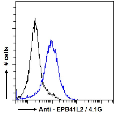 EPB41L2 Antibody in Flow Cytometry (Flow)