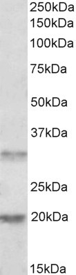 ALP Antibody in Western Blot (WB)