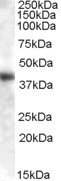 GOT1 Antibody in Western Blot (WB)