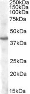 PITX3 Antibody in Western Blot (WB)