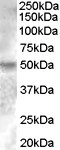 ESRRG Antibody in Western Blot (WB)