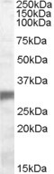 PHD3 Antibody in Western Blot (WB)