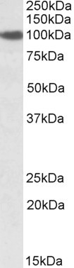 Sec23a Antibody in Western Blot (WB)