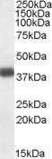 Apolipoprotein L2 Antibody in Western Blot (WB)