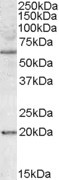 BAG4 Antibody in Western Blot (WB)