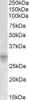 IGFBP7 Antibody in Western Blot (WB)