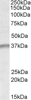 UTF1 Antibody in Western Blot (WB)