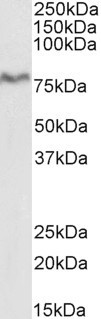 XPNPEP1 Antibody in Western Blot (WB)