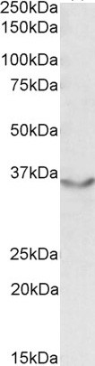 JAM2 Antibody in Western Blot (WB)