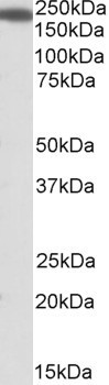 IQGAP1 Antibody in Western Blot (WB)