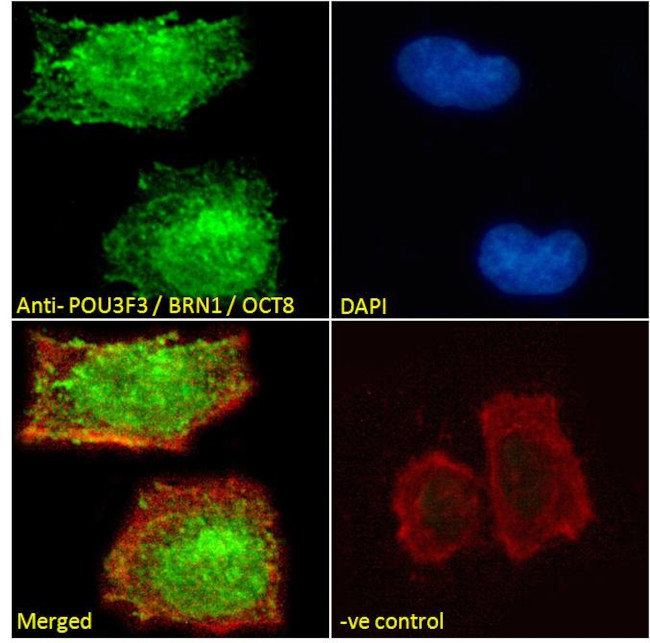 POU3F3 Antibody in Immunocytochemistry (ICC/IF)