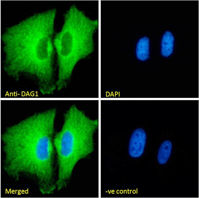 alpha Dystroglycan Antibody in Immunocytochemistry (ICC/IF)