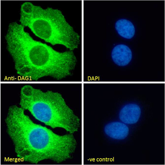 alpha Dystroglycan Antibody in Immunocytochemistry (ICC/IF)