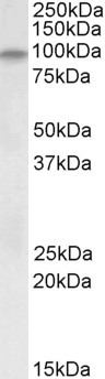 alpha Dystroglycan Antibody in Western Blot (WB)