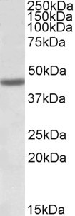 FANCL Antibody in Western Blot (WB)