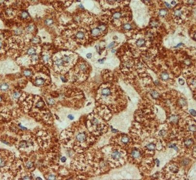 COX4 Antibody in Immunohistochemistry (Paraffin) (IHC (P))