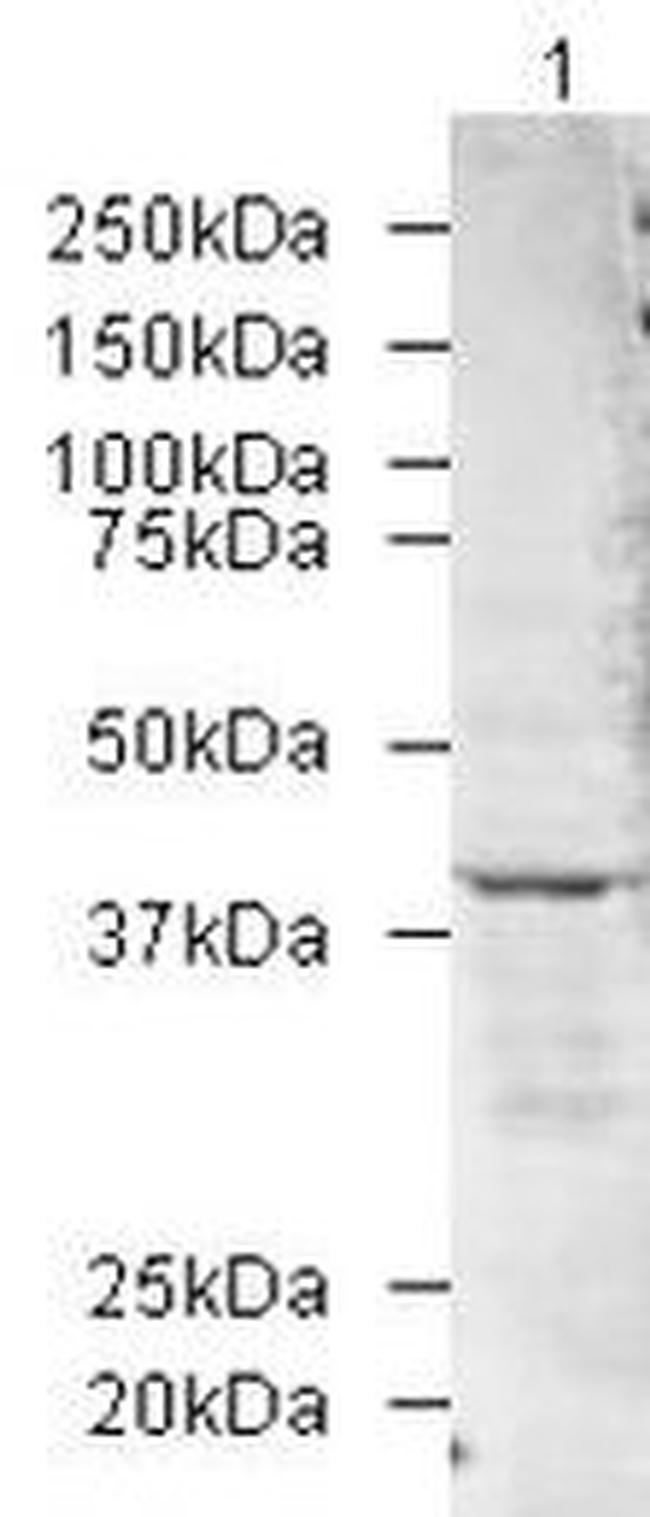 PADI2 Antibody in Western Blot (WB)