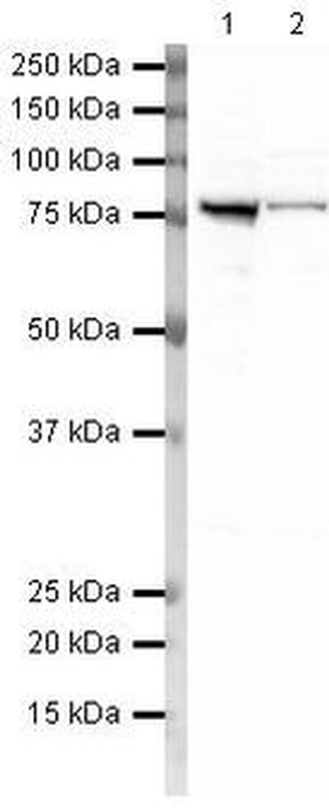 GRP78 Antibody in Western Blot (WB)