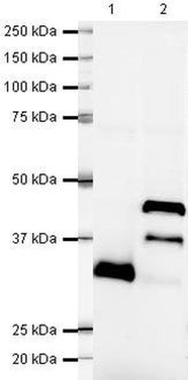 LEFTY Antibody in Western Blot (WB)