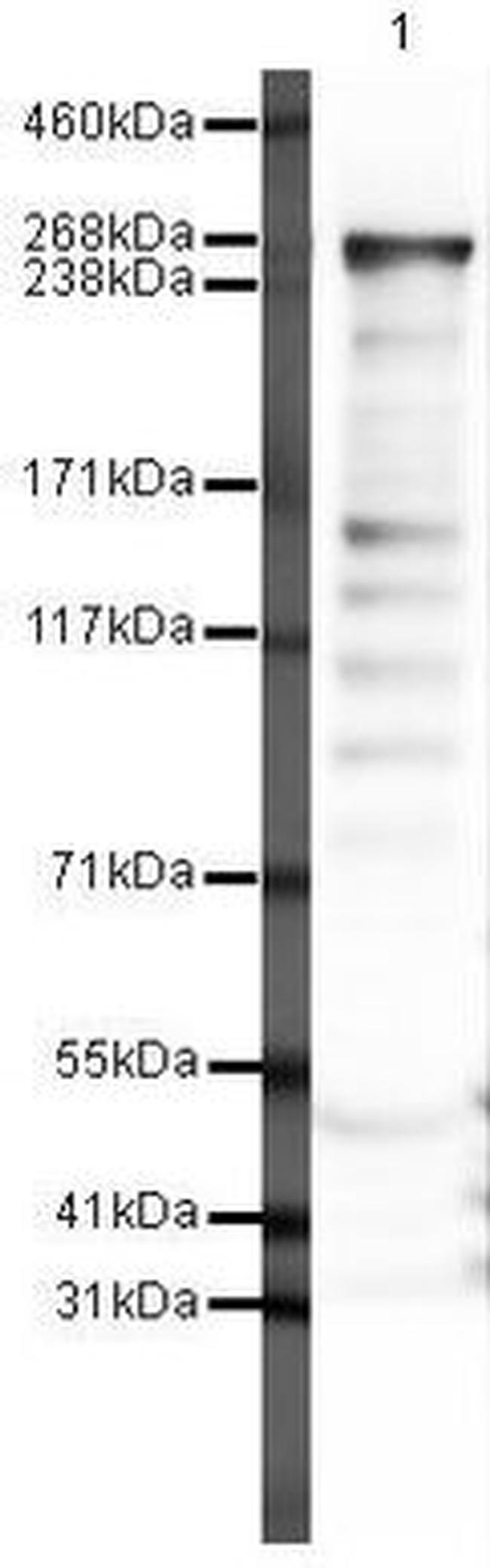 FASN Antibody in Western Blot (WB)