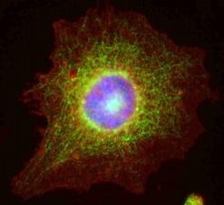 cIAP2 Antibody in Immunocytochemistry (ICC/IF)