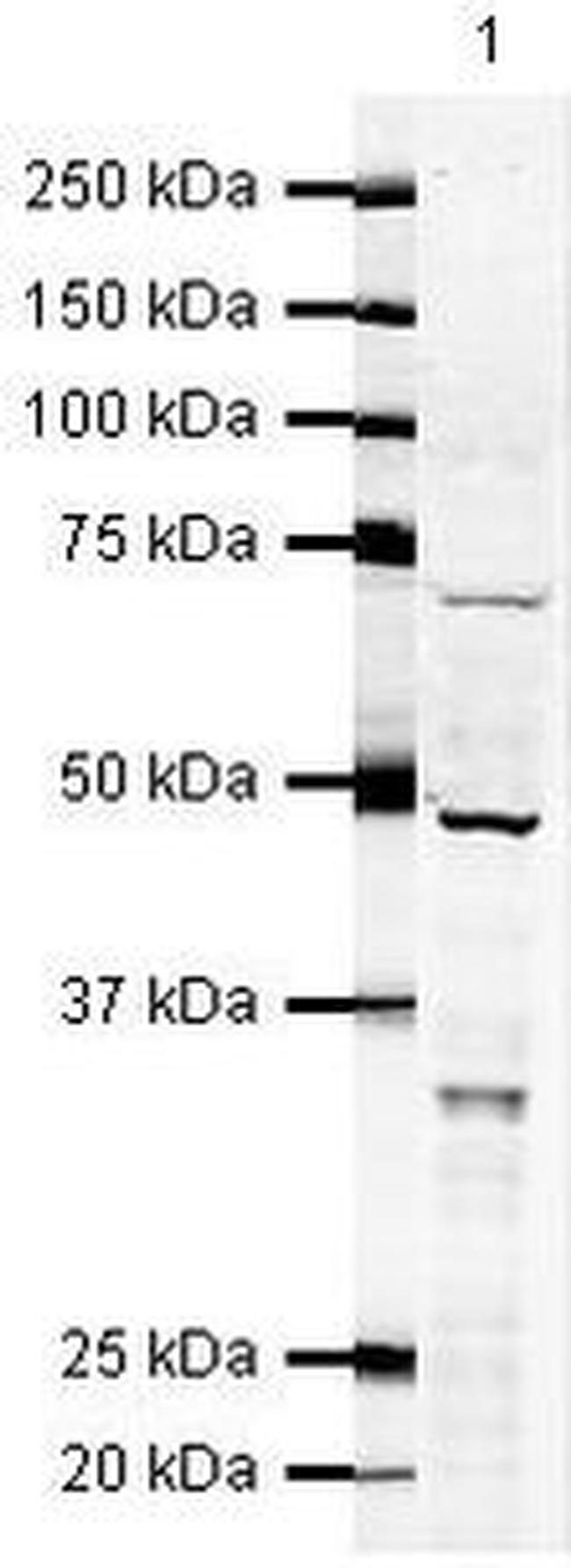 cIAP2 Antibody in Western Blot (WB)