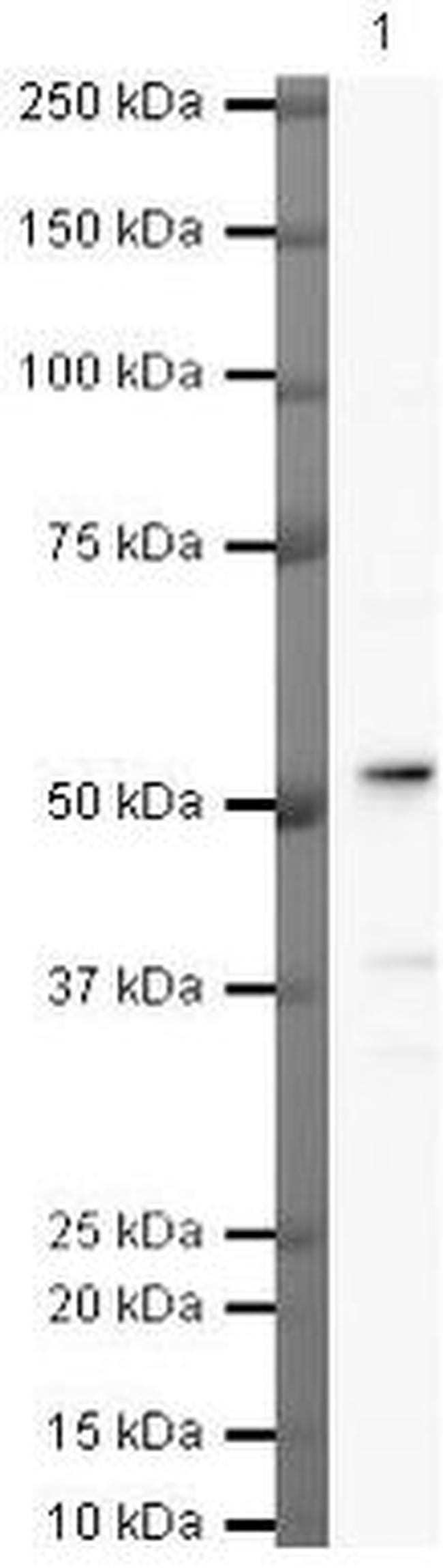 BHLHE40 Antibody in Western Blot (WB)