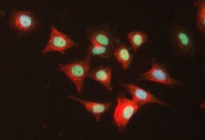 hnRNP A2B1 Antibody in Immunocytochemistry (ICC/IF)