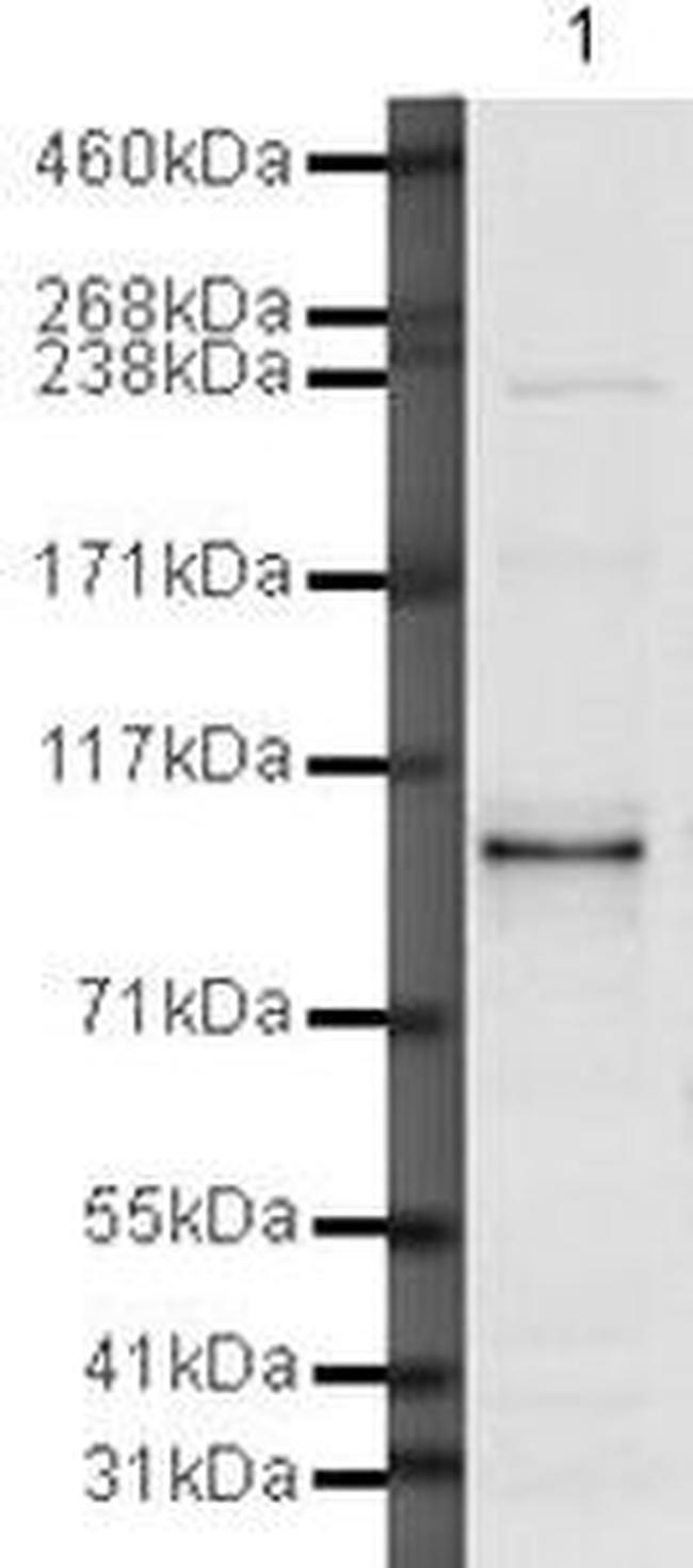 AS160 Antibody in Western Blot (WB)