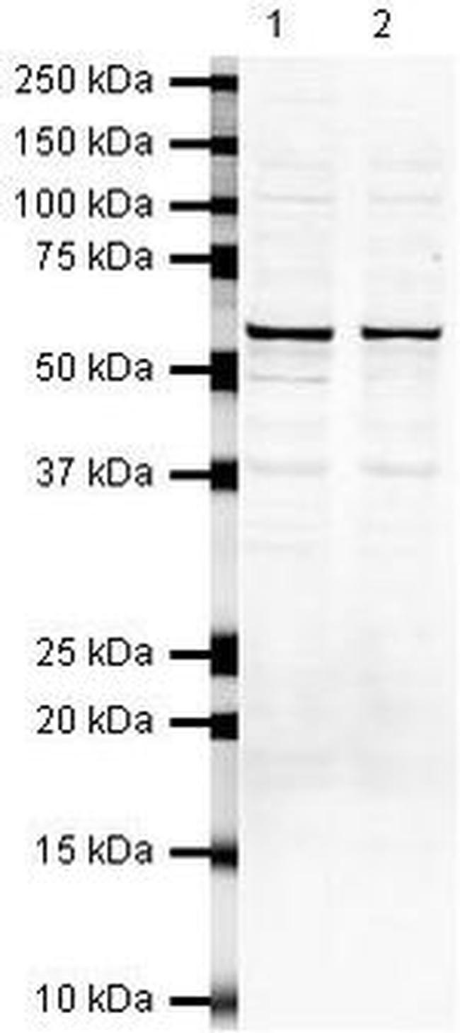 SUFU Antibody in Western Blot (WB)