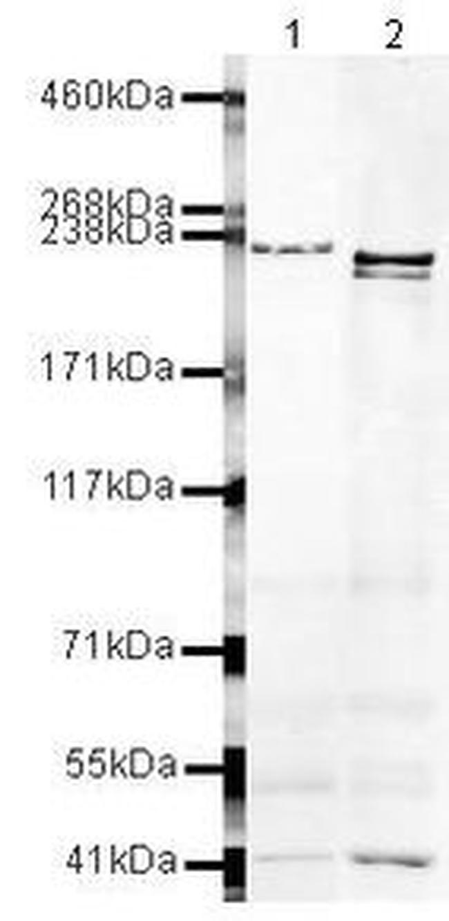 MRP4 Antibody in Western Blot (WB)