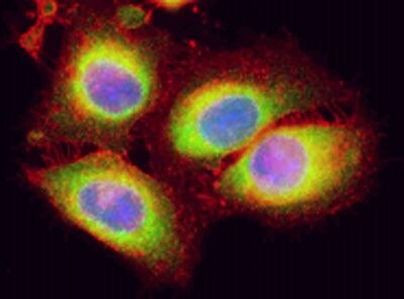 eIF2b epsilon Antibody in Immunocytochemistry (ICC/IF)