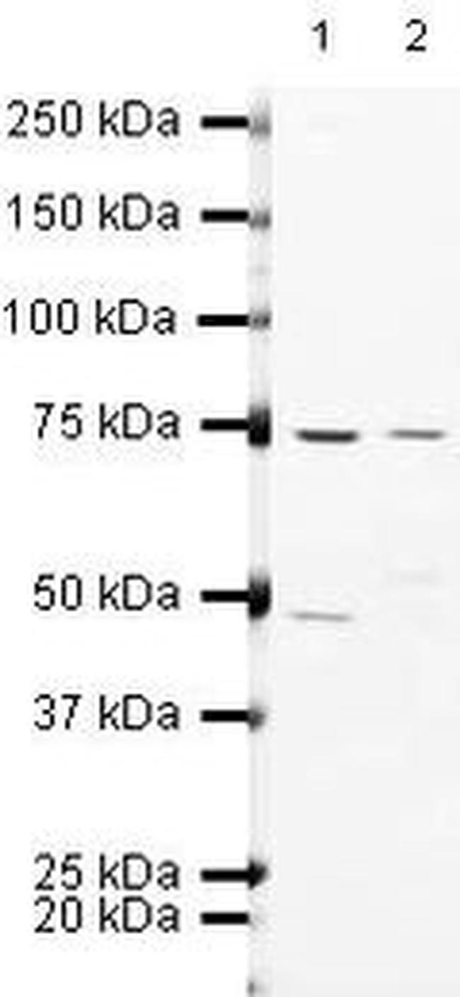 eIF2b epsilon Antibody in Western Blot (WB)